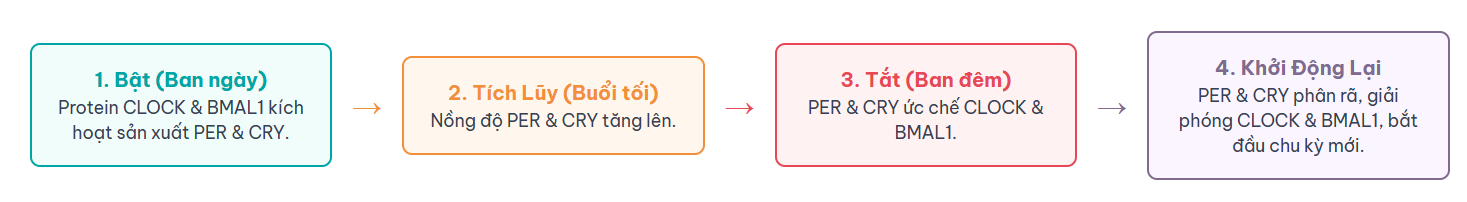Vòng Lặp Phân Tử: Tích Tắc Của Sự Sống