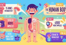 Fun Fact Là Gì? Giải Mã Sức Hút & Khám Phá 15+ Sự Thật Gây Sốc Về Cơ Thể Bạn