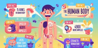 Fun Fact Là Gì? Giải Mã Sức Hút & Khám Phá 15+ Sự Thật Gây Sốc Về Cơ Thể Bạn