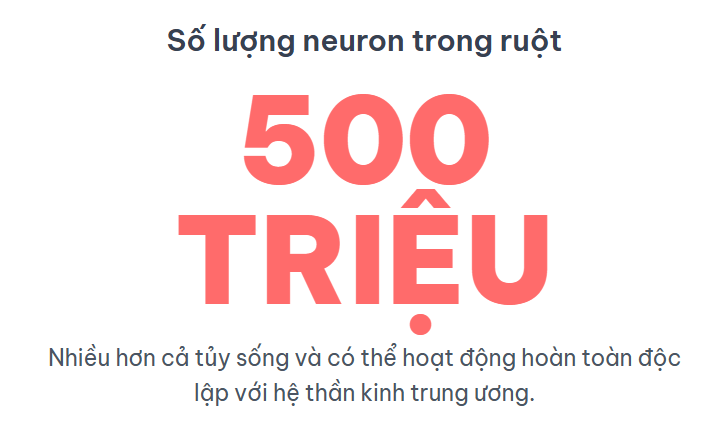 Số lượng neuron trong ruột