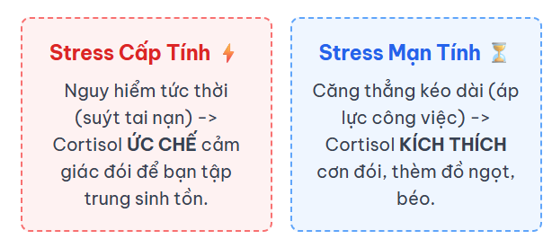 "Công Tắc" Đói Bị Cortisol Bẻ Lái